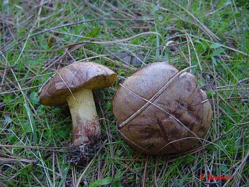 Suillus collinitus